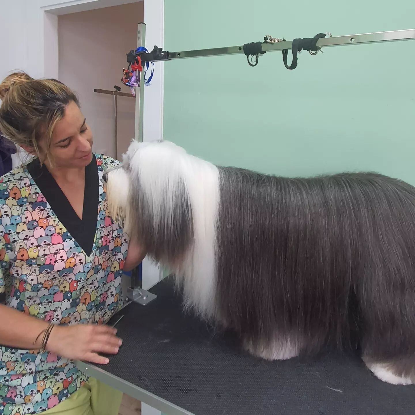 Images The Black Poodle Groom & Care S.L.