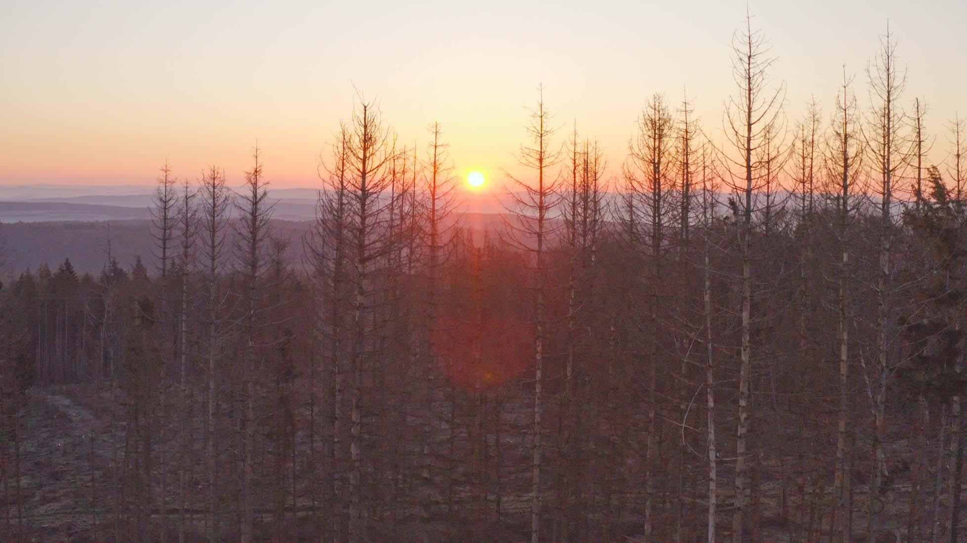 Bild 2 Forest to Future GmbH in Bad Wünnenberg