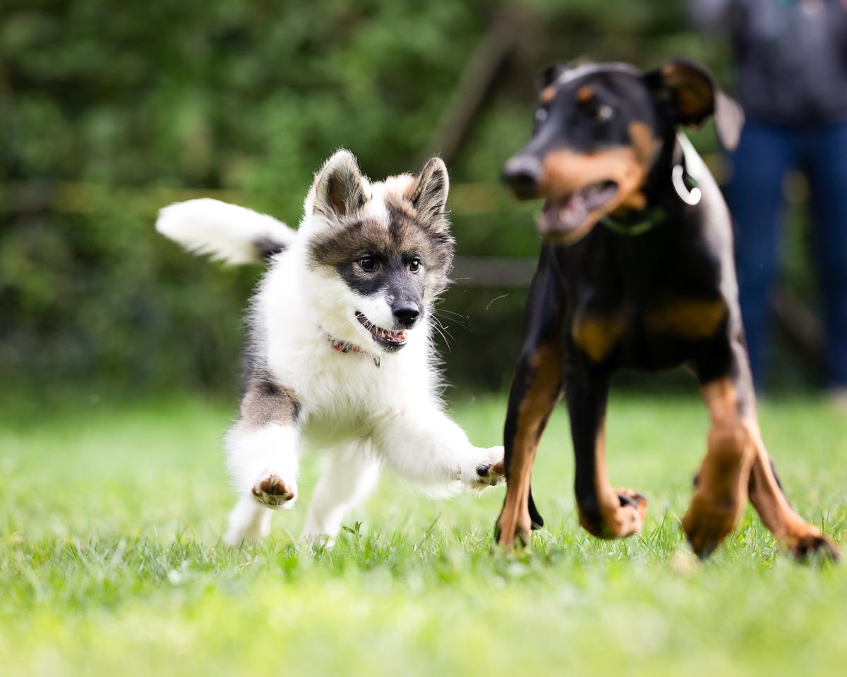 Hundeschule Canicompass, Gangesallee 29 in Schwalmtal