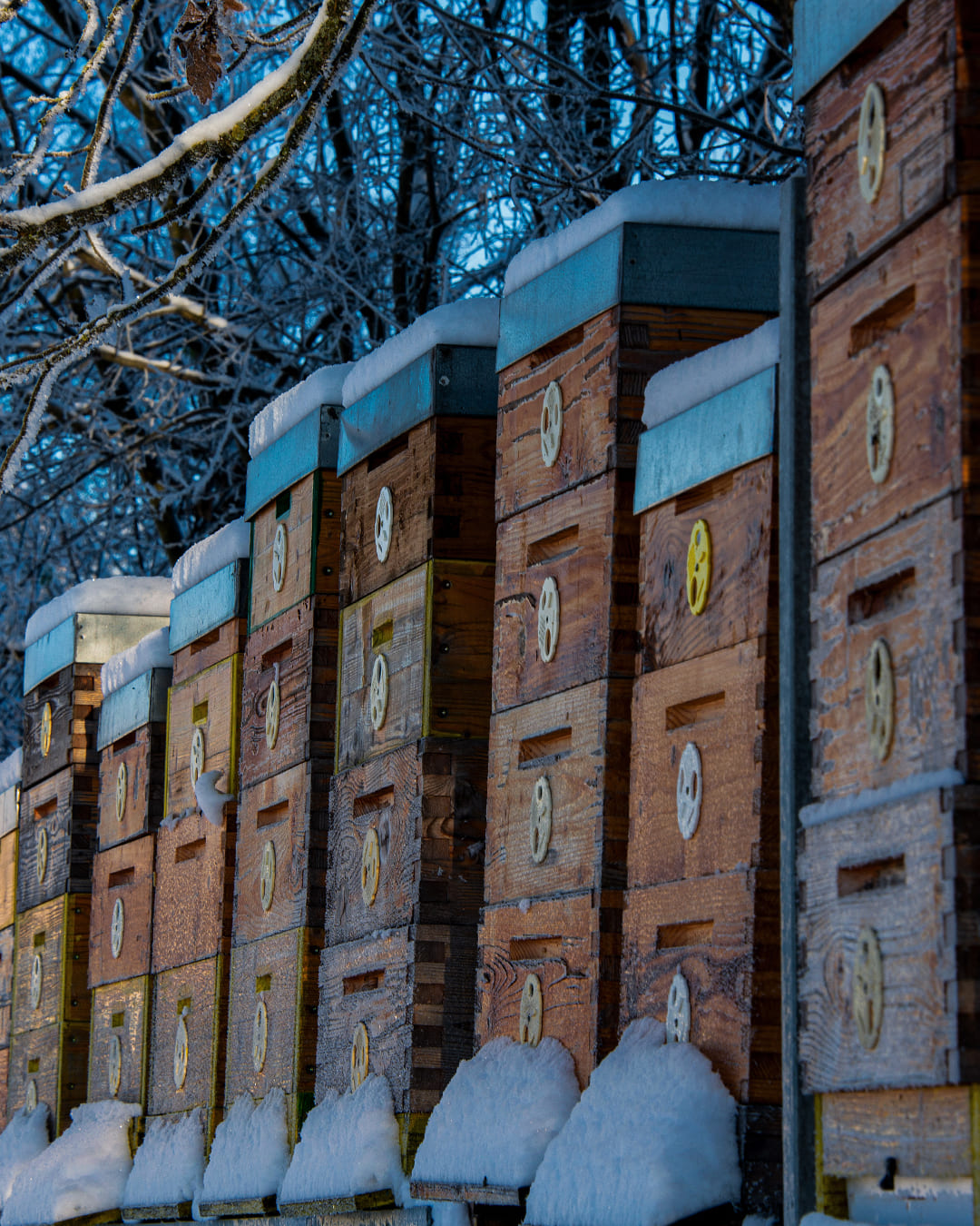 Agapie - Produzent & Lieferant für Bienengift, Gelee Royal, Propolis, Johannesstraße 39-45 in Stuttgart