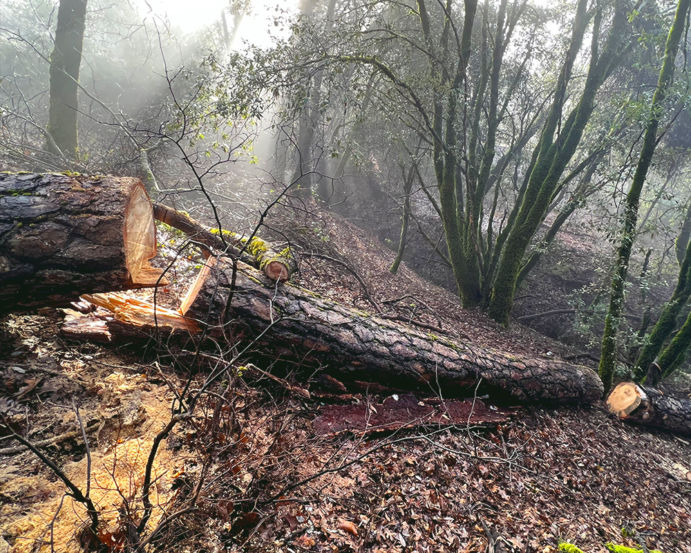 All Aspect Tree Service