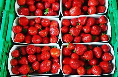 Unsere frischen italienischen Produkte