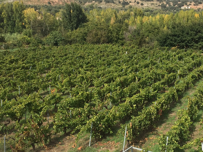 Images Bodegas Pura Vida