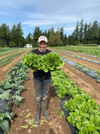 June 2020 we are harvesting Romaine lettuce at our Kingston, WA family farm. Come and get it!