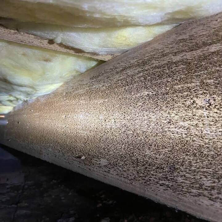 Images BugQuest Pest Control