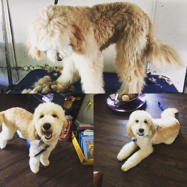 Images Pet, Rinse, Repeat Grooming, Mobile, Salon & Boarding