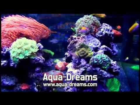 Images Aqua Dreams