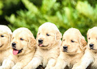 Images Dog Pawpa K9 Connection