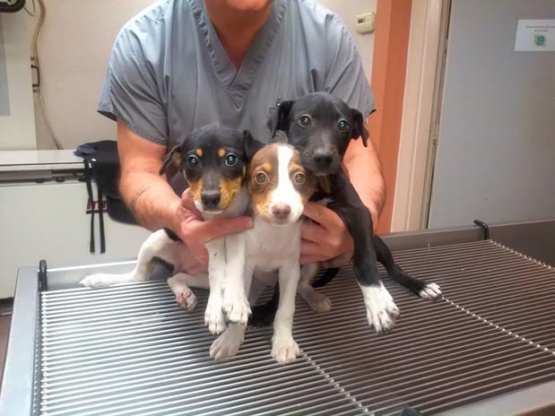 Images Loop 494 Animal Hospital