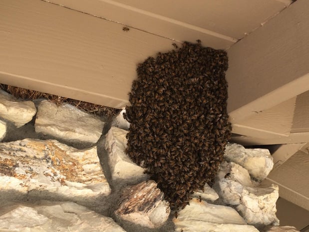 Images Bee Free Bee Removal
