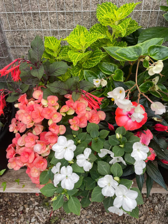 Images Mary's Greenhouse