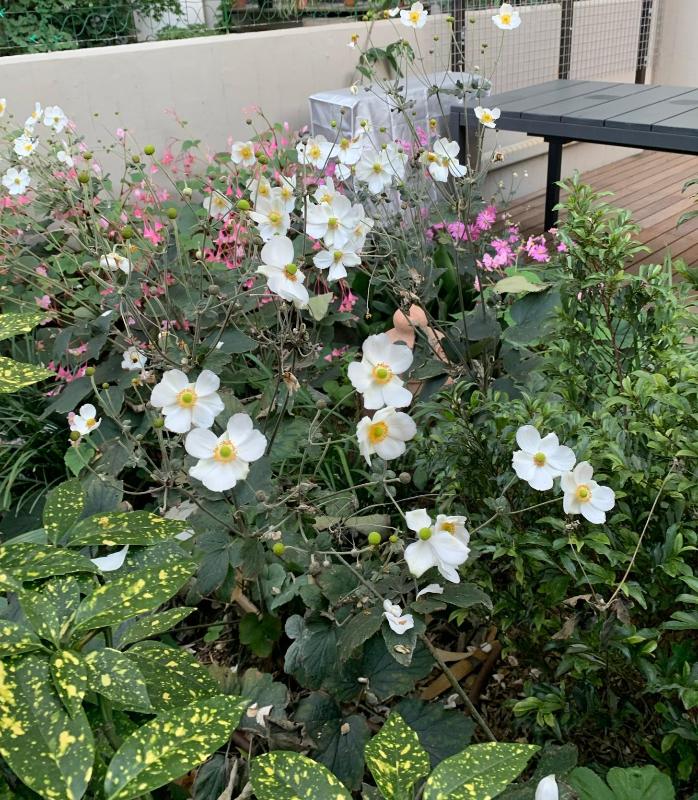 Images Gardening 9010