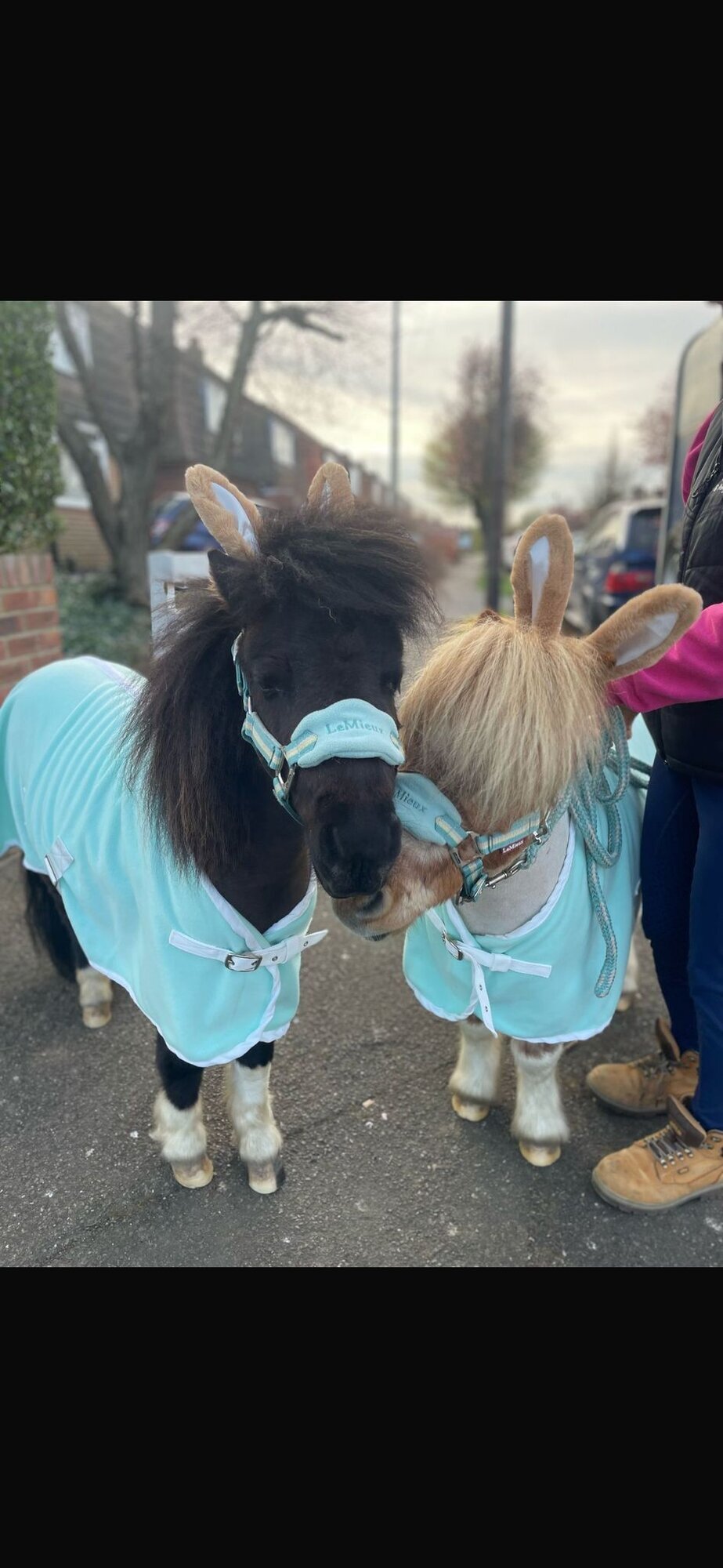 Images Kent Equine Therapy Ponies