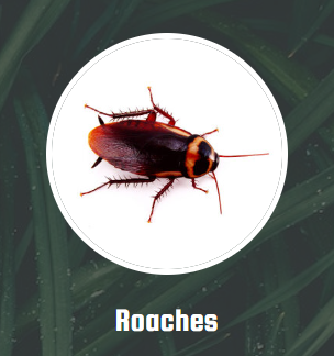 Cockroaches are a common nuisance in homes and businesses throughout the Northeast. Disease, food poisoning, and allergy problems are all attributable to roaches.

You might encounter roaches in dark, damp locations such as drains, basements, crawl spaces, or utility closets. It’s essential to address roach problems immediately because some species can reproduce by the thousands in just a year.

Signs of roaches include unusual odors and signs of intrusion into food supplies. It’s common for people to be unaware of roach activity because species are most active at night and when rooms are completely dark.