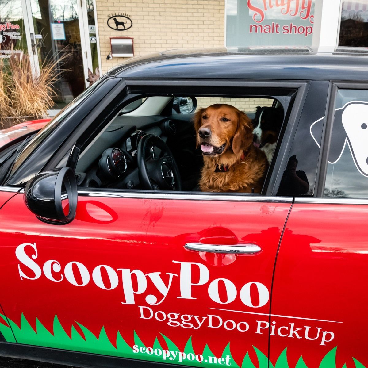 Golden retriever sits inside a red ScoopyPoo branded service vehicle, representing the company’s pet friendly image while highlighting professional transportation used for dependable dog waste removal services daily.