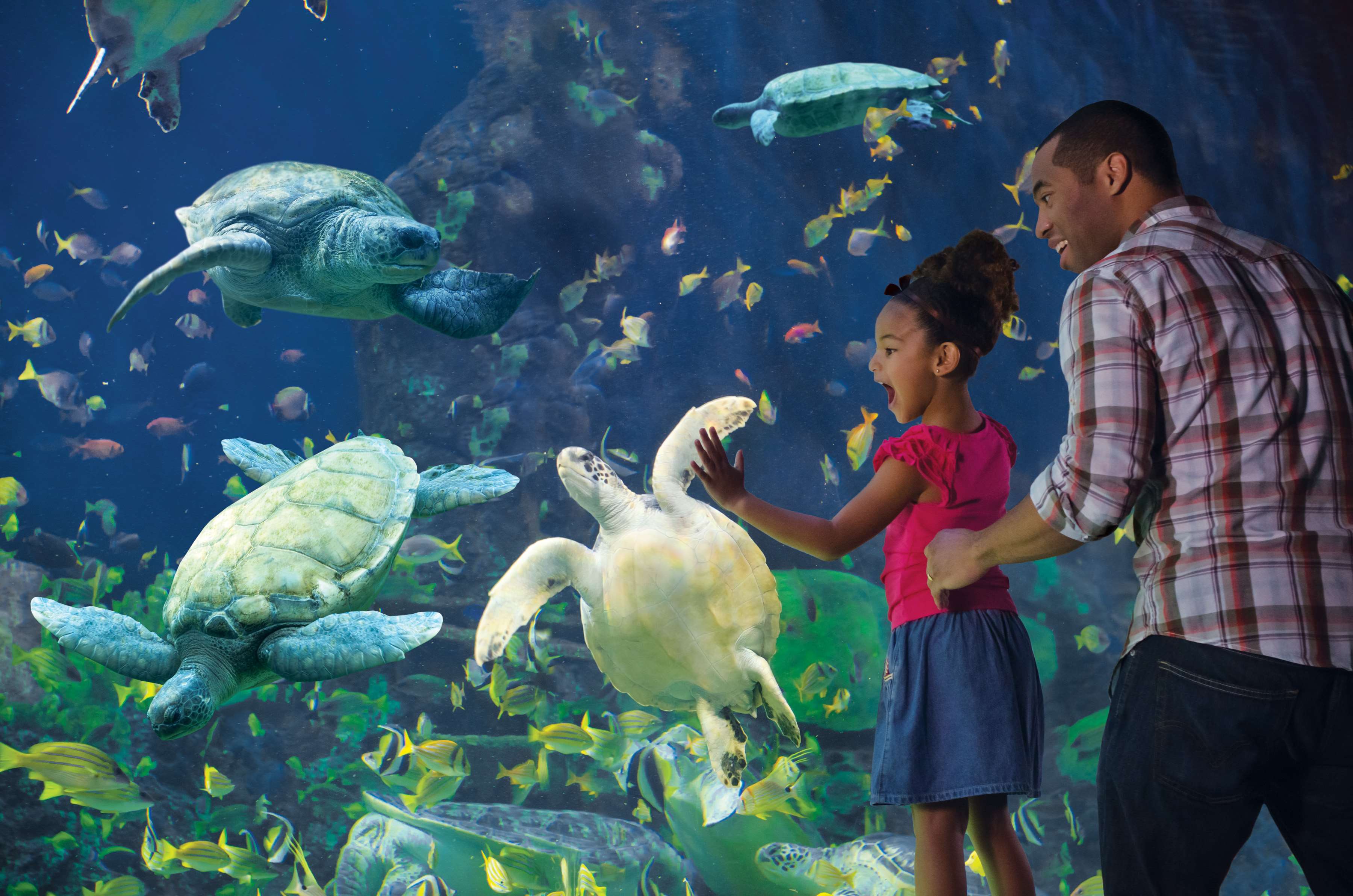 SeaWorld® - Turtle Reef