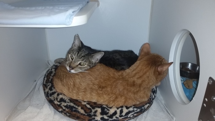 Two of our feline boarders snuggled up together in a cozy cat condo VCA Stirling Square Animal Hospital Hollywood (954)947-6331
