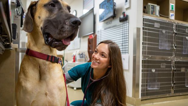 Images Veterinary Referral & Emergency Center of Westbury