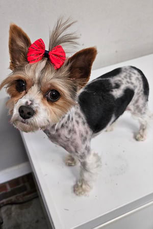 Images Bad, Beautiful & Bossy AKC Yorkies