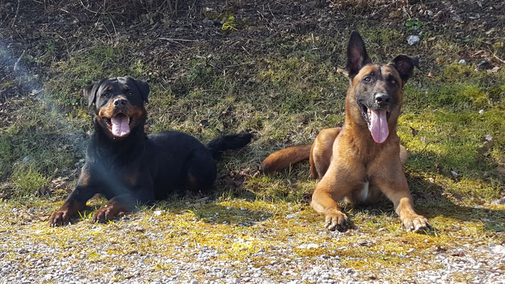 Hundeschule Zürioberland, Ufgäntstrasse 6 in Bubikon