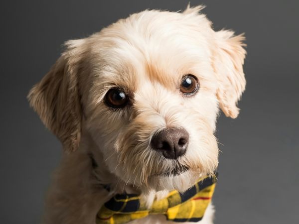 Images My Pet Dog トリミングルーム