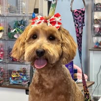 Lux Fur Pet Salon Image