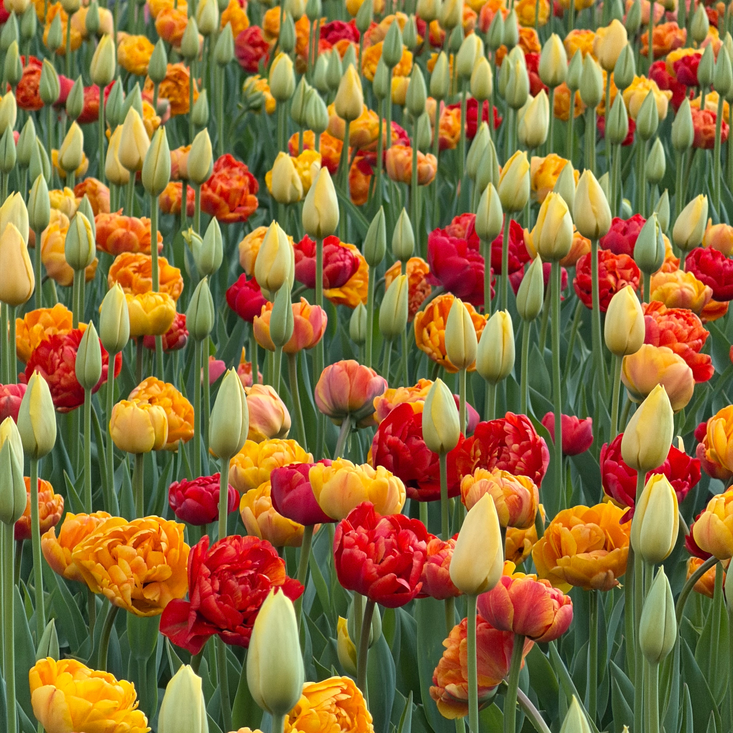 Tulips at the Ottawa Tulip Festival in May 2026