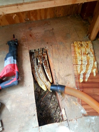 Images D-Tek Live Bee Removal