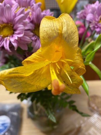 Images The Flower Bucket - Frederick
