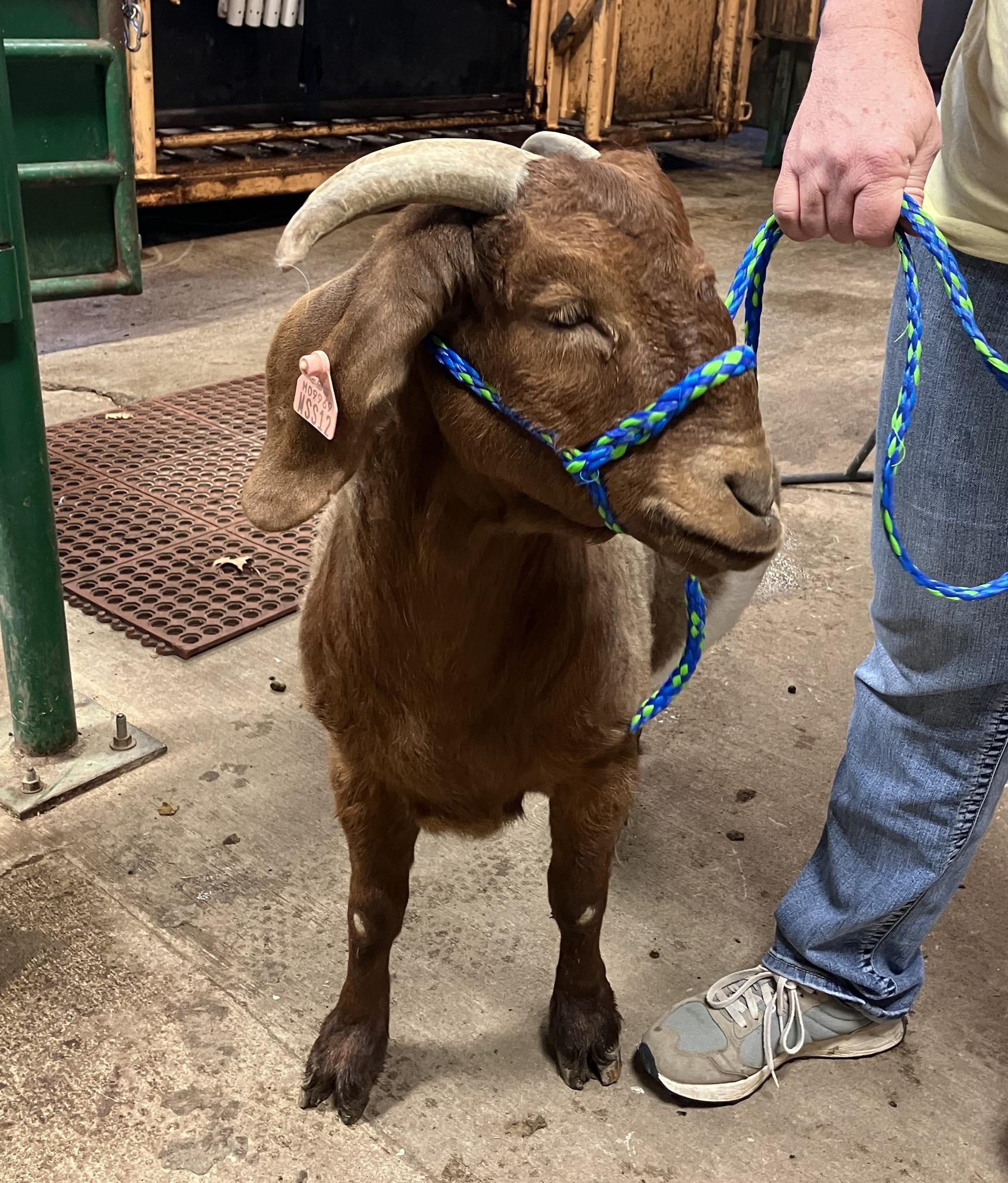 An adorable goat patient
