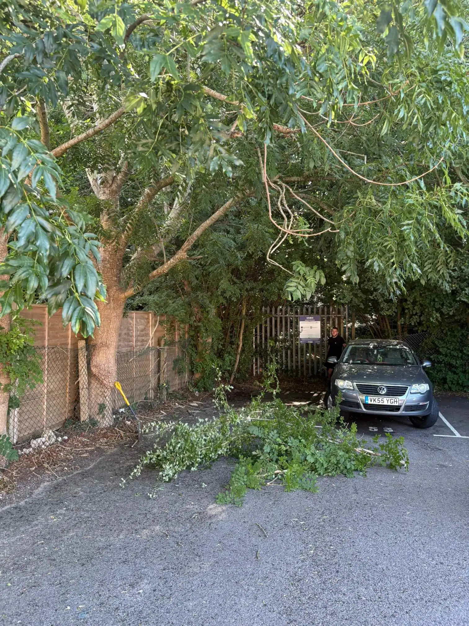 Images Arborist Tree Surgeons