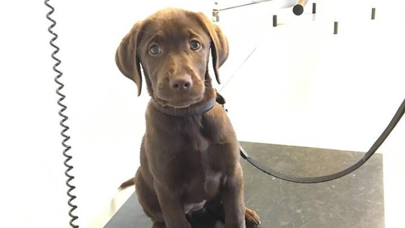 Images Aabybro Dyrehospital ApS