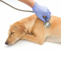 Images Pet Care Plus