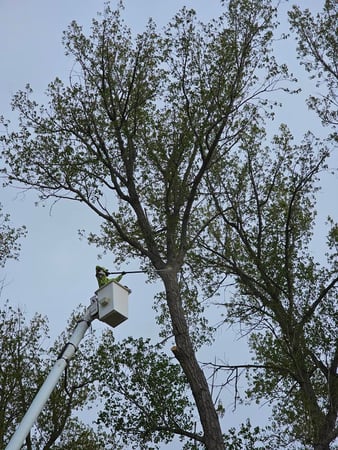 Images H & S Tree Care