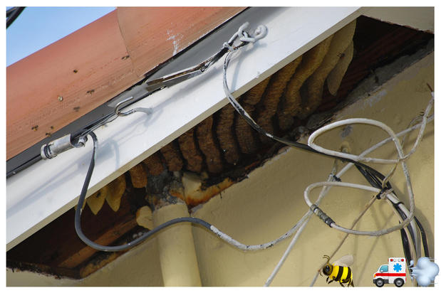 Images A Team Wildlife Removal & Bee Removal Miami