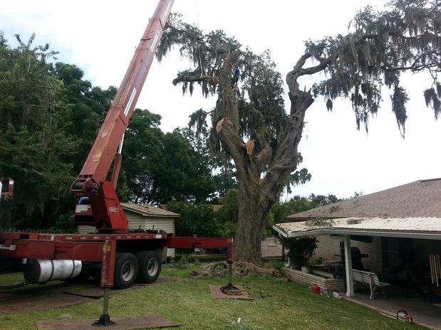 Images Odoms Beaches Tree Service