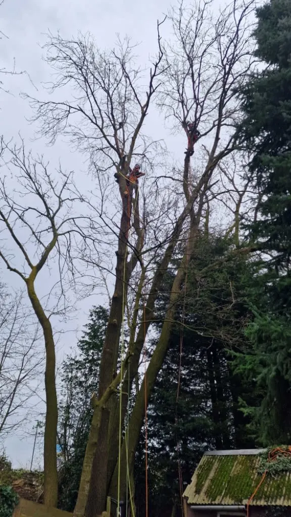 Images Arborex Tree Specialists Ltd