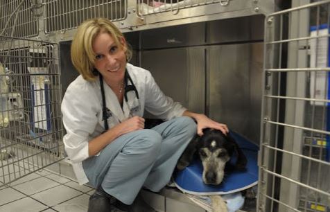 Images Virginia Veterinary Centers - Midlothian