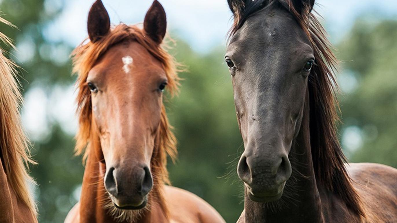 Images Billund Dyreklinik - Vetgruppen A/S