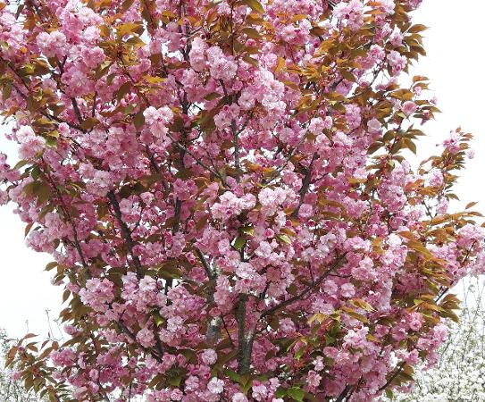 KLUG IM GARTEN - DI Helmut Klug Gartengestaltung & Schwimmteichbau, Doppl 6 in Schwertberg