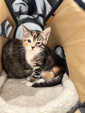 Images Petfolk Veterinary & Urgent Care - Mansfield