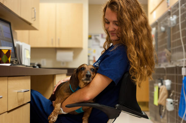Images Bush Veterinary Neurology Service (BVNS) - Rockville