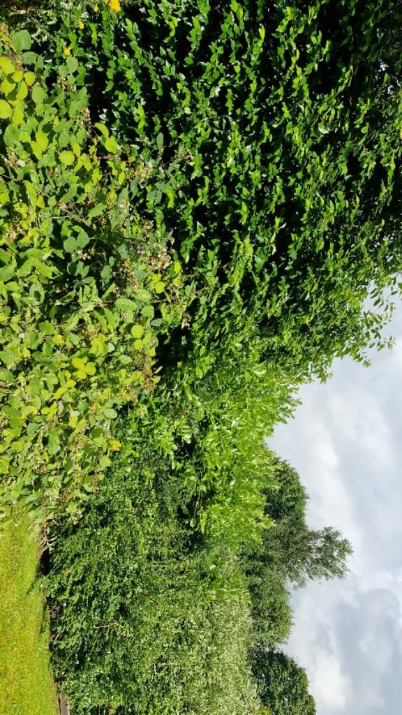 Images Green Acres