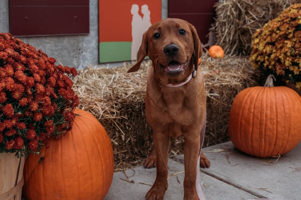 Images Drew Federau - State Farm Insurance Agent