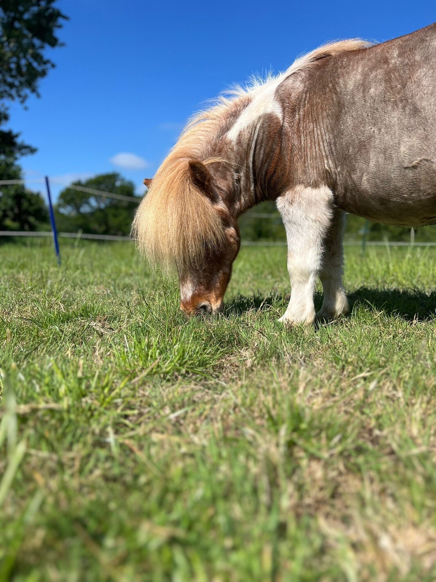 Images Kent Equine Therapy Ponies