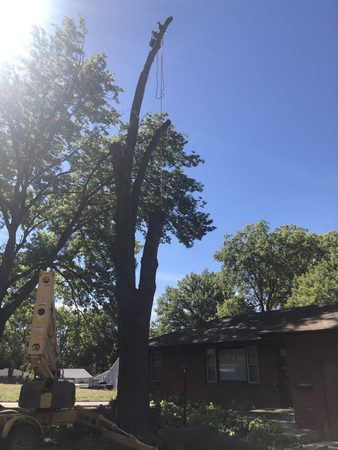 Images Better Tree Removal