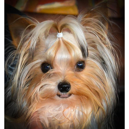 Northshore Yorkshire Terriers