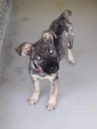 Images The Humane Society of Charlotte