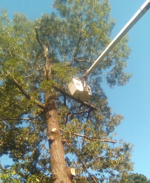 Louisiana Tree Services Logo