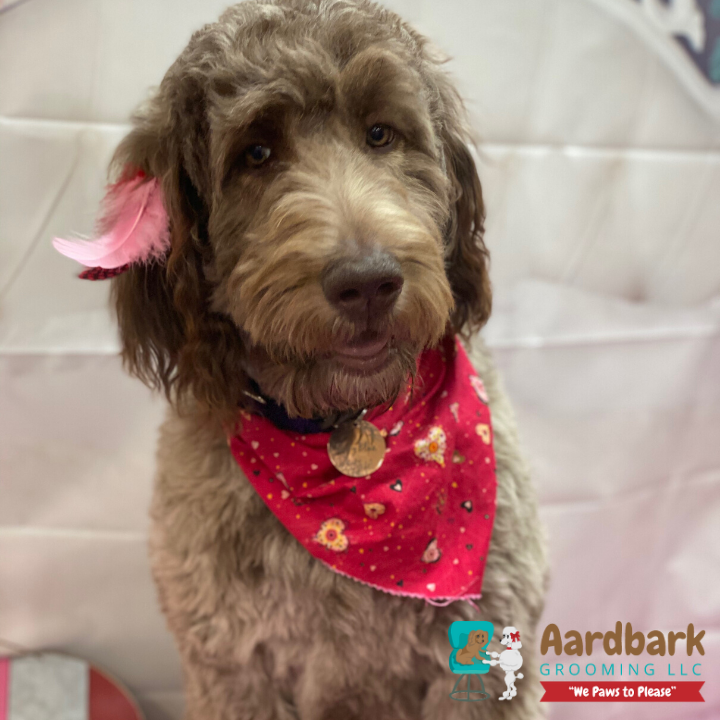 Aardbark Grooming Photo